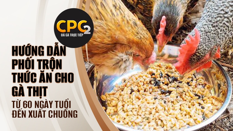 Hướng dẫn phối trộn thức ăn cho gà thịt giai đoạn gà ở độ tuổi từ 60 ngày đến xuất chuồng