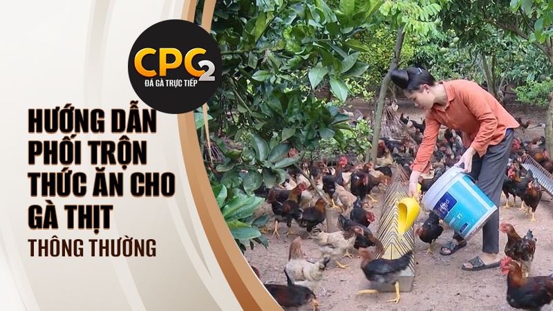 Hướng dẫn phối trộn thức ăn cho gà thịt thông thường