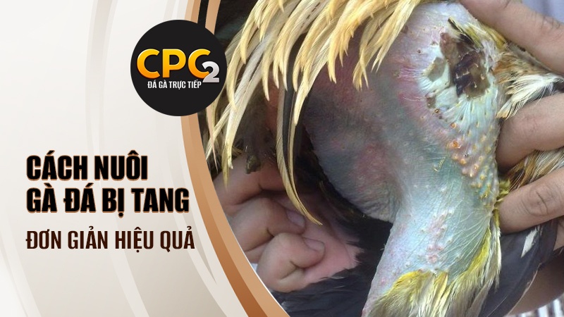 Cách nuôi gà đá bị tang hiệu quả | Thuốc trị tang gà đá