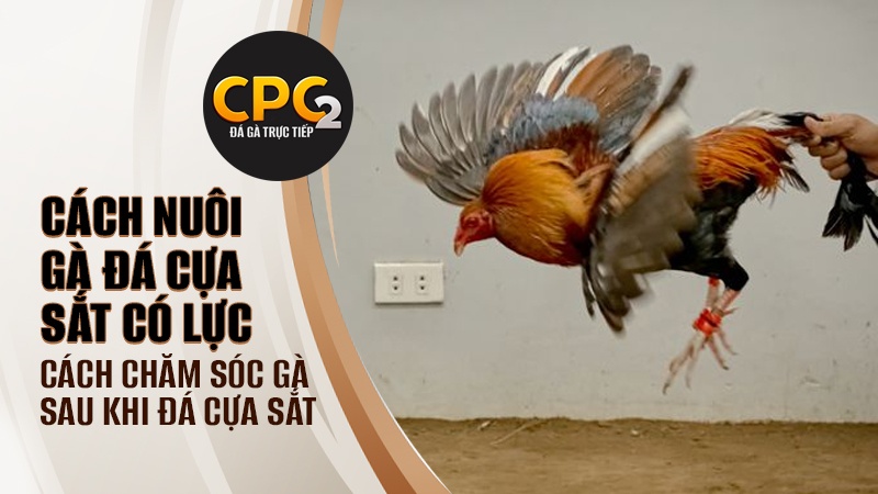 Cách nuôi gà đá cựa sắt có lực | Cách chăm sóc gà sau khi đá cựa sắt