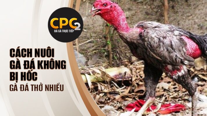 Cách nuôi gà đá không bị hốc, gà đá thở nhiều