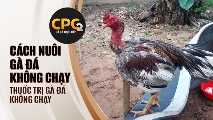 Cách nuôi gà đá không chạy | Thuốc trị gà đá không chạy