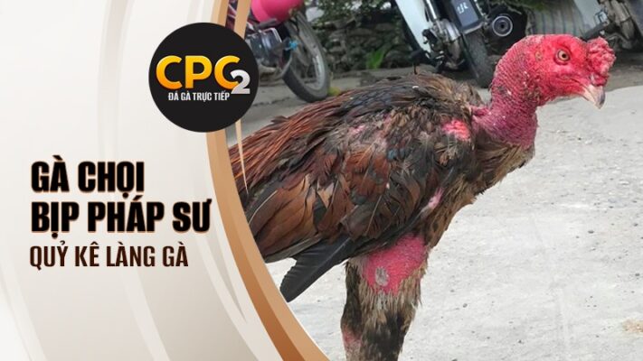 Gà chọi Bịp Pháp Sư | Quỷ kê làng gà chọi một thời