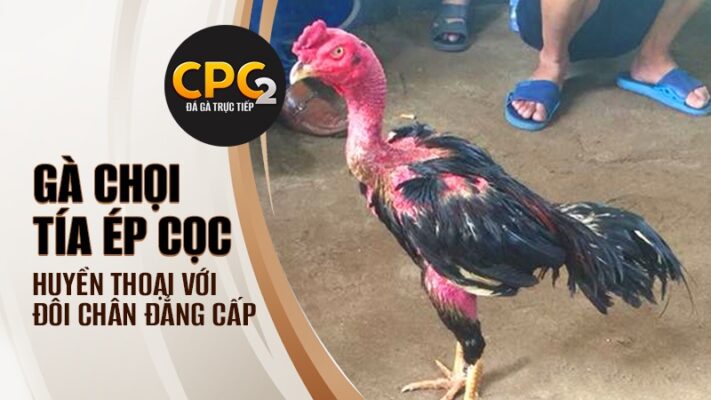 Gà chọi Tía Ép Cọc | Huyền thoại với đôi chân đẳng cấp