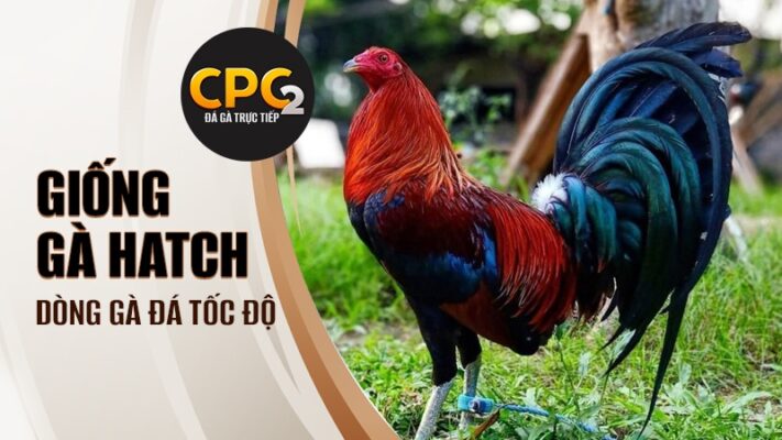 Giống gà Hatch | Dòng gà đá tốc độ