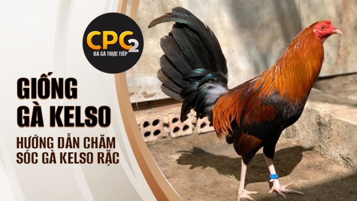 Giống gà Kelso | Hướng dẫn chăm sóc gà Kelso rặc