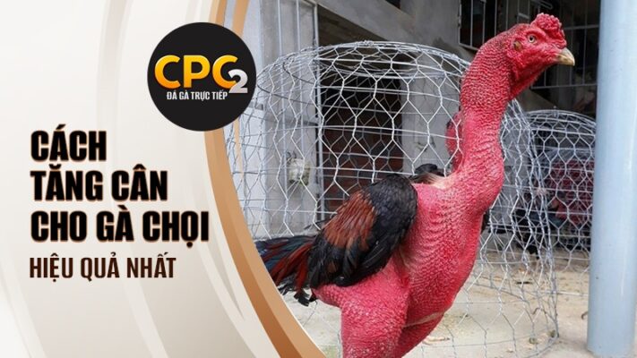 Cách tăng cân cho gà chọi | Thức ăn cho gà mau lên ký