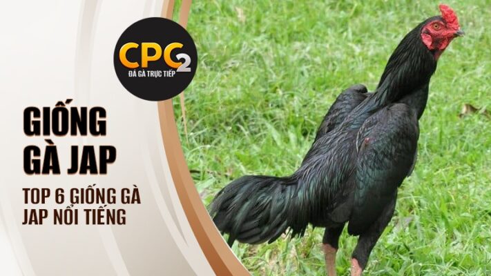 Giống gà Jap | Top 6 giống gà Jap phổ biến