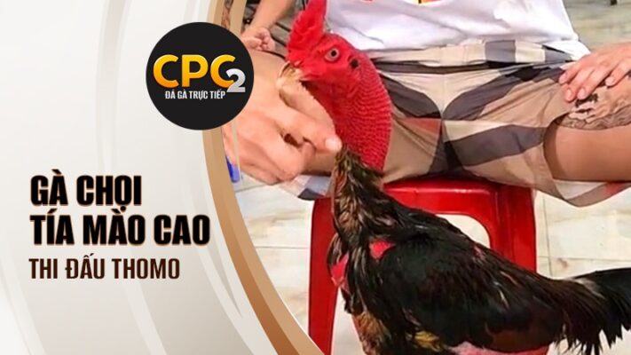 Tiểu sử Tía Mào Cao | Tía Mào Cao thi đấu Thomo