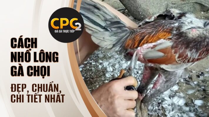 Cách nhổ lông gà chọi | Đẹp, chuẩn, chi tiết nhất