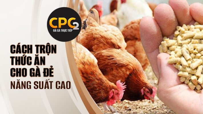 Cách phối trộn thức ăn cho gà đẻ đạt năng suất cao