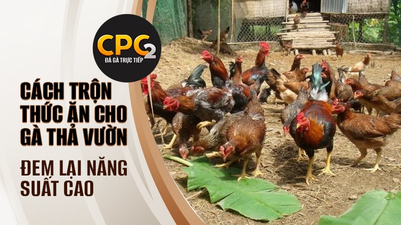 Cách trộn thức ăn cho gà thả vườn | Đem lại năng suất cao