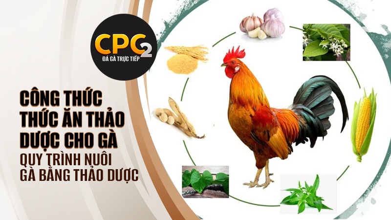 Công thức thức ăn thảo dược cho gà | Quy trình nuôi gà bằng thảo dược